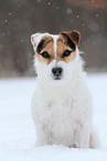 female Jack Russell Terrier in the snow