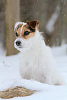 female Jack Russell Terrier in the snow