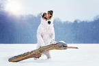 female Jack Russell Terrier in the snow
