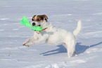 female Jack Russell Terrier in the snow