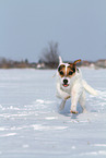 female Jack Russell Terrier in the snow