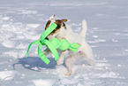 female Jack Russell Terrier in the snow