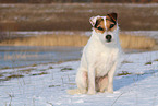 female Jack Russell Terrier in the snow