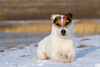 female Jack Russell Terrier in the snow