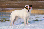 female Jack Russell Terrier in the snow