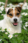 female Jack Russell Terrier in spring