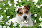 female Jack Russell Terrier in spring