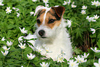 female Jack Russell Terrier in spring