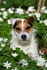 female Jack Russell Terrier in spring