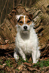 female Jack Russell Terrier in autumn