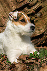 female Jack Russell Terrier in autumn