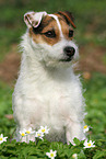 female Jack Russell Terrier in spring