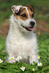 female Jack Russell Terrier in spring