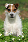 female Jack Russell Terrier in spring