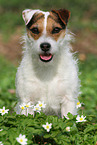 female Jack Russell Terrier in spring