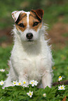 female Jack Russell Terrier in spring