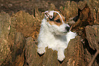 female Jack Russell Terrier in autumn