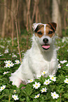 female Jack Russell Terrier in spring
