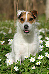 female Jack Russell Terrier in spring