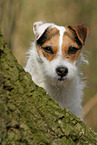 female Jack Russell Terrier in autumn