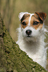 female Jack Russell Terrier in autumn