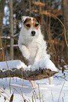 female Jack Russell Terrier in the snow