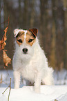 female Jack Russell Terrier in the snow