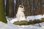 female Jack Russell Terrier in the snow