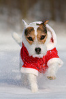 female Jack Russell Terrier in the snow