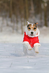 female Jack Russell Terrier in the snow