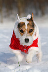 female Jack Russell Terrier in the snow