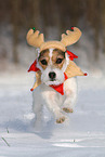 female Jack Russell Terrier in the snow