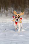 female Jack Russell Terrier in the snow