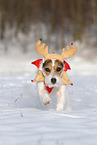 female Jack Russell Terrier in the snow