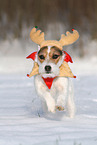 female Jack Russell Terrier in the snow