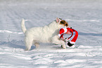 female Jack Russell Terrier in the snow