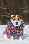 female Jack Russell Terrier in the snow