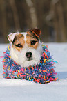 female Jack Russell Terrier in the snow
