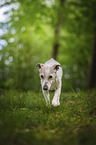 Jack Russell Terrier
