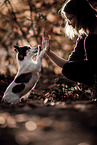 Jack Russell Terrier