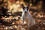 Jack Russell Terrier