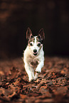 Jack Russell Terrier