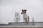 Jack Russell Terrier