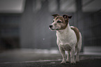 Jack Russell Terrier