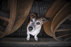 Jack Russell Terrier