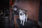 Jack Russell Terrier