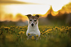 Jack Russell Terrier