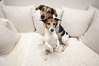 dogs