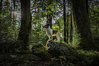 Jack Russell Terrier