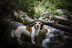 Jack Russell Terrier
